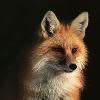 foxxy-mito