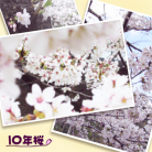 10 Nen Sakura-jacket (Retina)