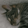 KitGamer Avatar