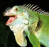 cmiguana Avatar