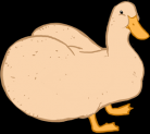 Duck with a huge butt