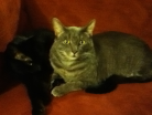 2 of Mah kittehs