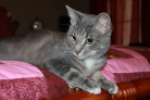 R.I.P. Smoky, we miss you...