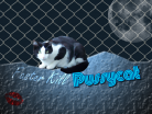 Faster Kill Pussycat