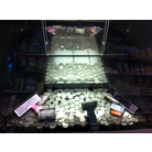 Coin Pusher Game