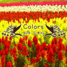Colors
