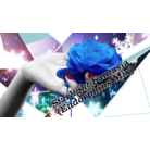 Starlight Fantasia (Endorphins Mix)-bg.png