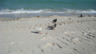 Beach Pictures