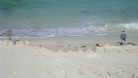 Beach Pictures