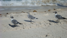 Beach Pictures