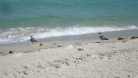 Beach Pictures