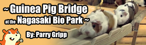 Guinea Pig Bridge