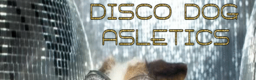 DISCO DOG