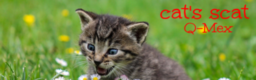 cat's scat