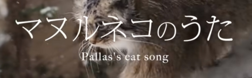 Pallas's cat song