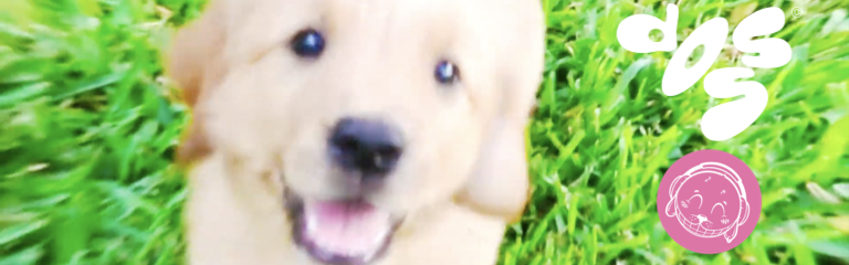 Puppy